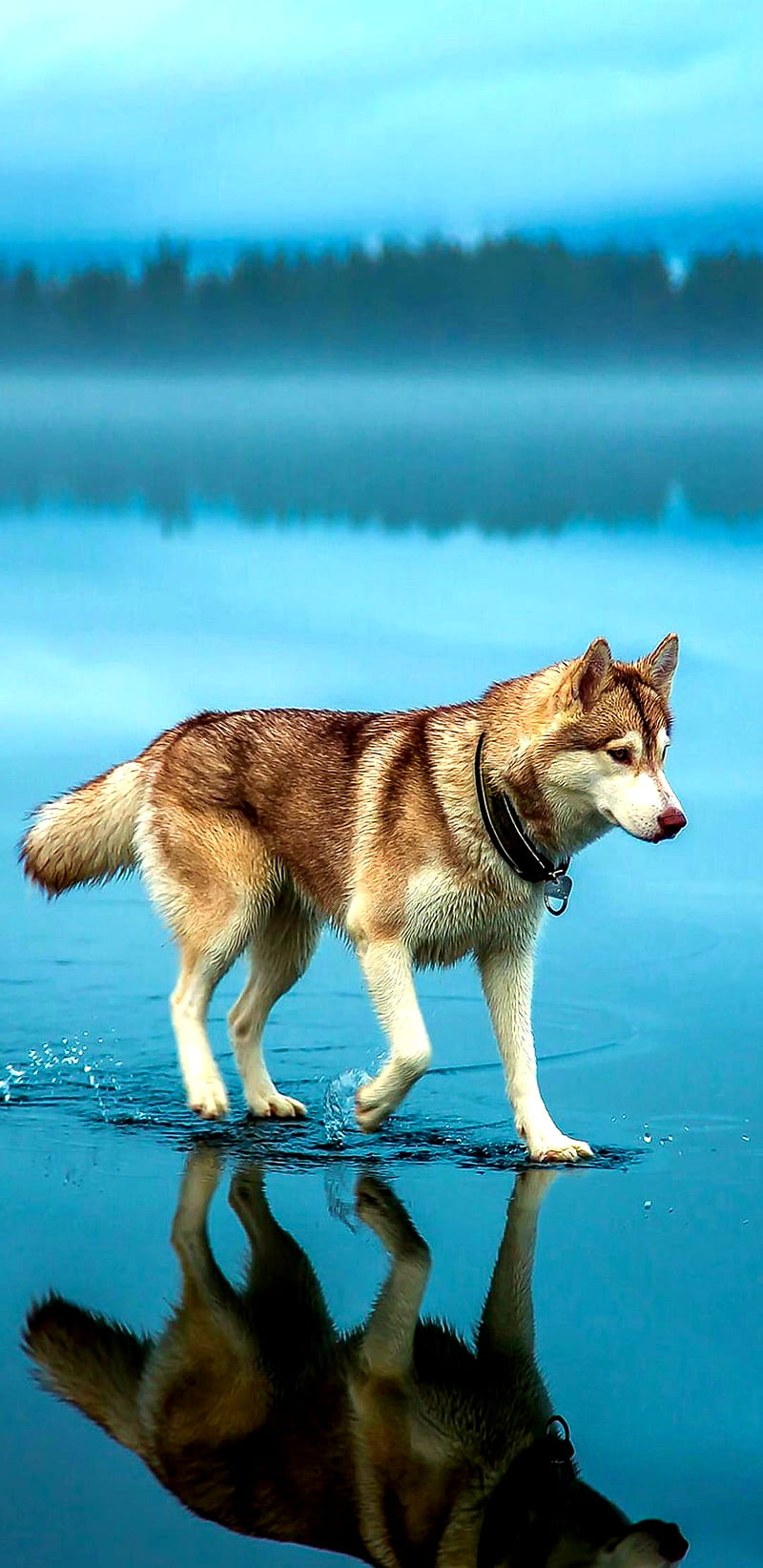Perro Husky, dog, dogs, puppy, wolf, wolves, HD phone wallpaper