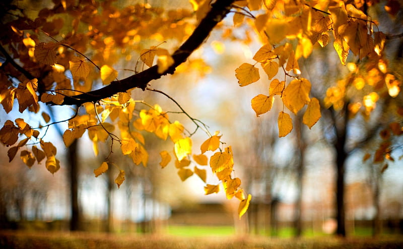 AUTUMN TREE, autumn, tree, leaves, twig, blur, nature, HD wallpaper