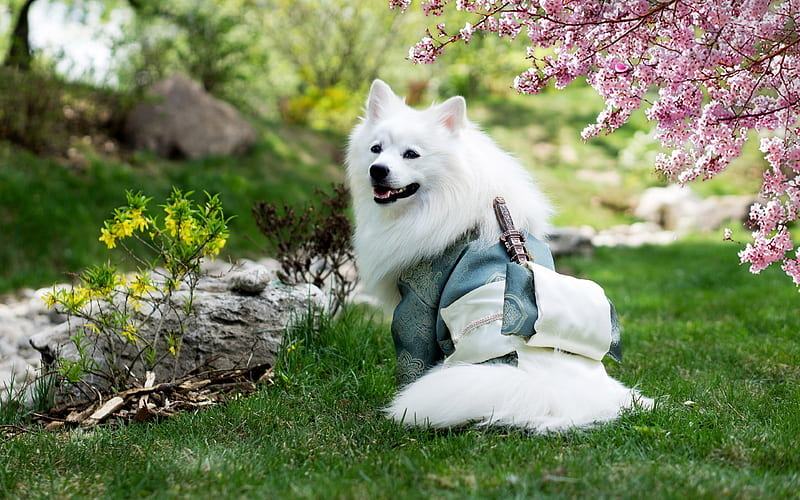 Samoyed, samurai, cute animals, white dog, furry dog, dogs, pets, Samoyed Dog, HD wallpaper