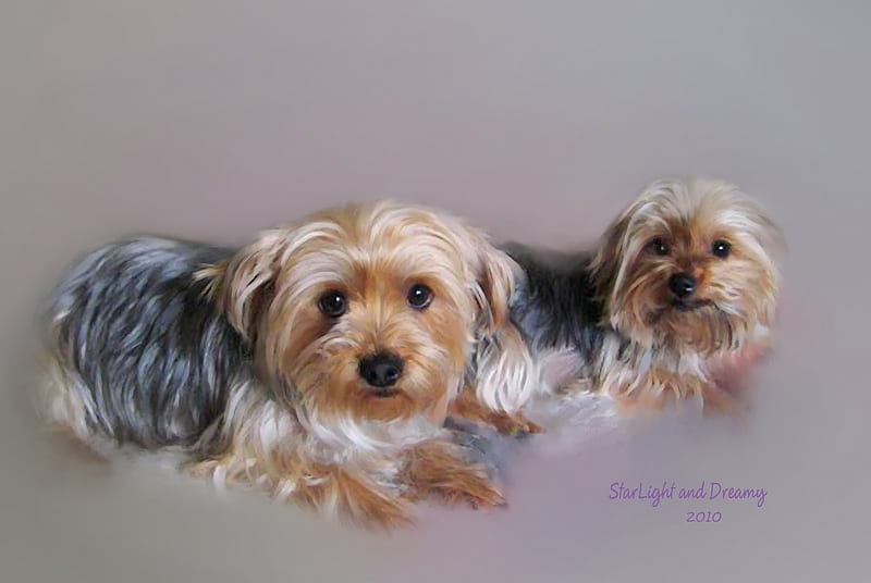 Yorkshire Terrier Puppies, cute, terrier, puppies, paintings, two, yorkshire, HD wallpaper