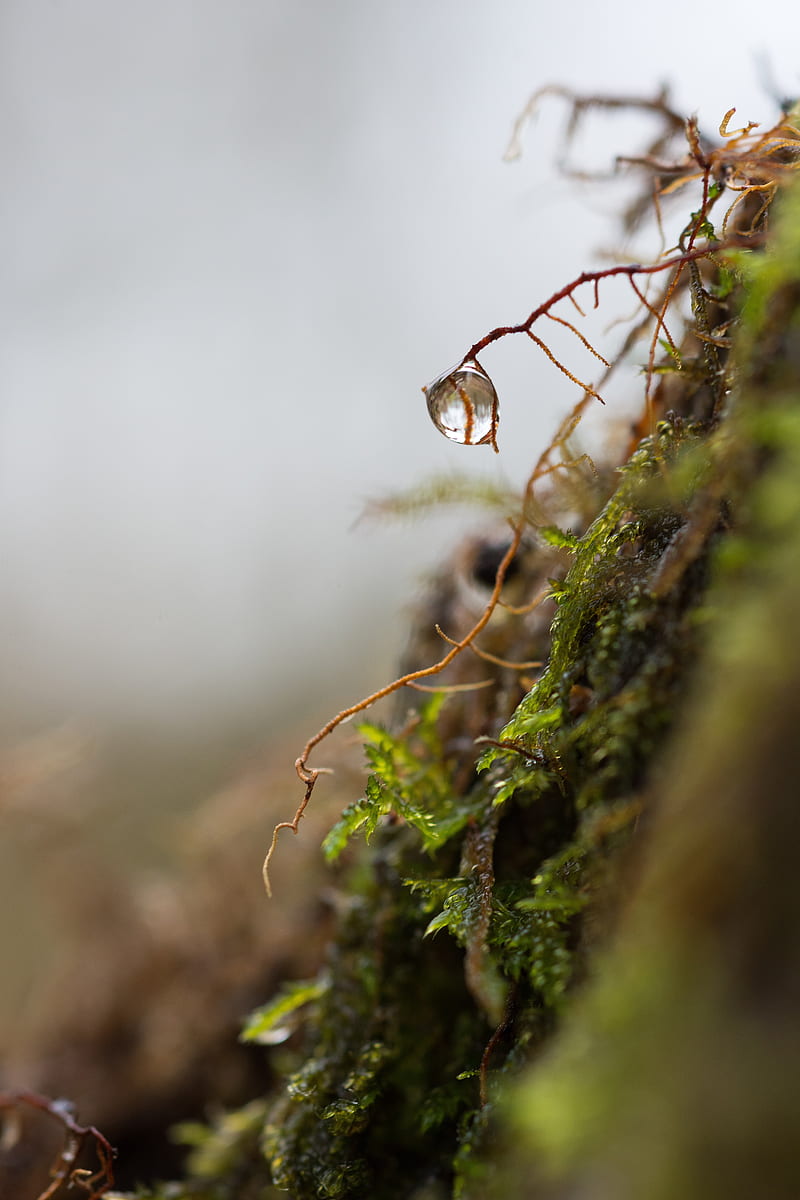 roots, drop, macro, moss, plant, HD phone wallpaper