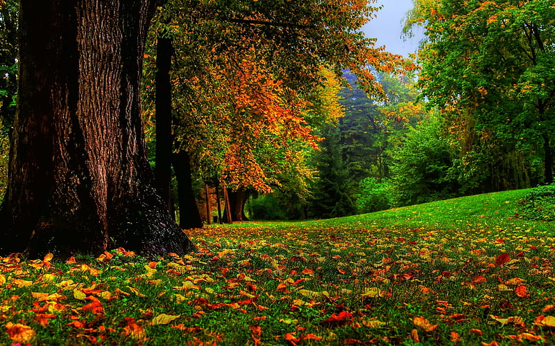 A Squirrels Eye View, fallen, colorful, pretty, autumn, bonito, trees, HD wallpaper