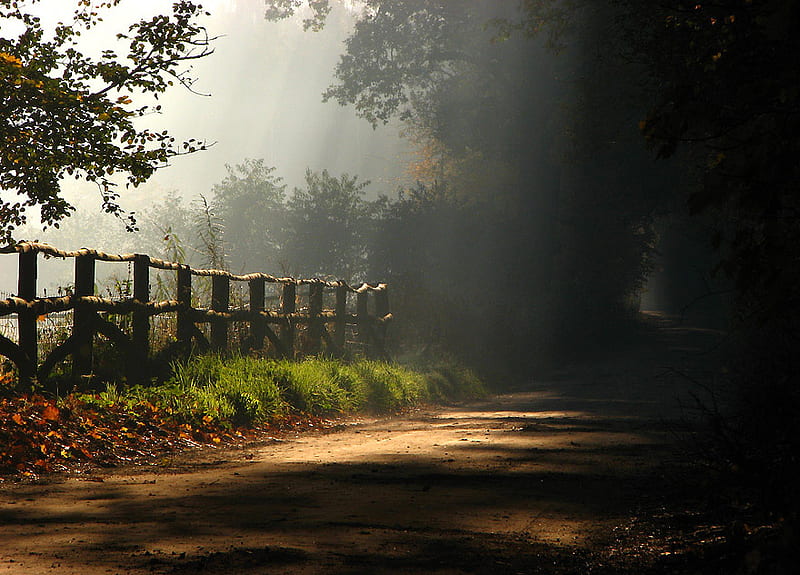 quiet morning, fence, quiet, nature, morning, trees, HD wallpaper