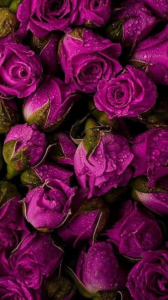 Flower Wallpaper, Floral, Rose Background: Rosely:Amazon.ca:Appstore for  Android