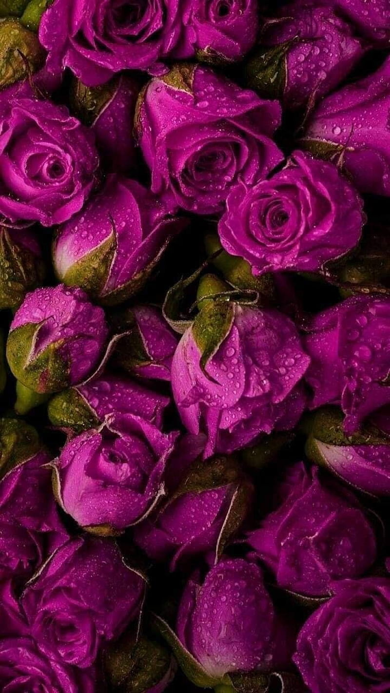 Wallpaper Of Purple Roses 67 images