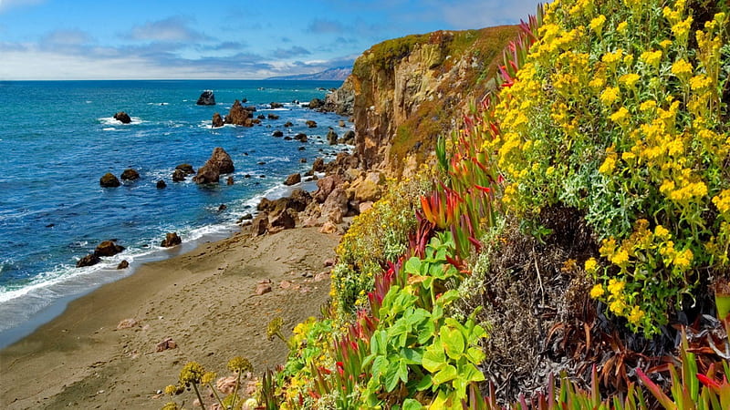 beautiful vegetation in a coastal cliff, rocks, cliffs, vegetation, coast, sea, HD wallpaper