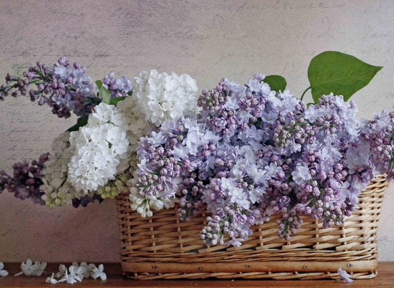 Sweet lilacs, aromatic, purple, basket, flowers, sweet bouquet, white, lilacs, HD wallpaper