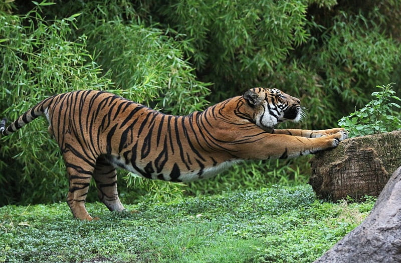 *** TIGER ***, dzikie, tygrys, zwierzeta, koty, HD wallpaper
