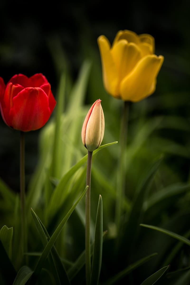tulips, flowers, leaves, flowerbed, HD phone wallpaper