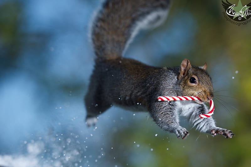 Christmas jump, candy, squirrel, craciun, christmas, animal, winter, max ellis, funny, jump, HD wallpaper