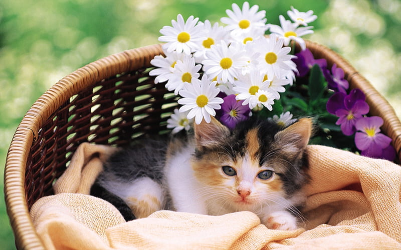flowers in a small cat, HD wallpaper