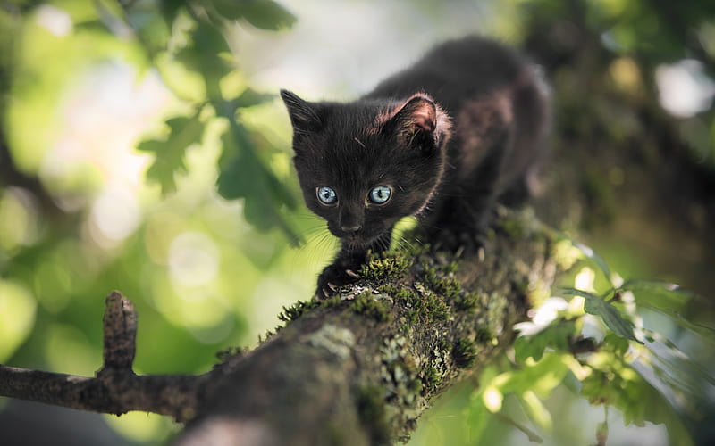 small black cat, tree branch, bokeh, pets, cats, HD wallpaper