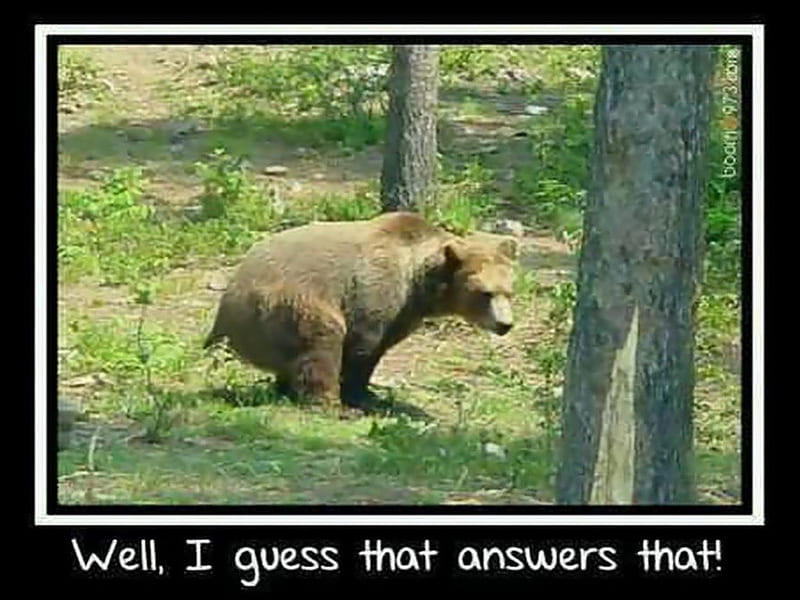Sure Dooo!!, humor, woods, wildlife, bears, funny, animals, HD wallpaper