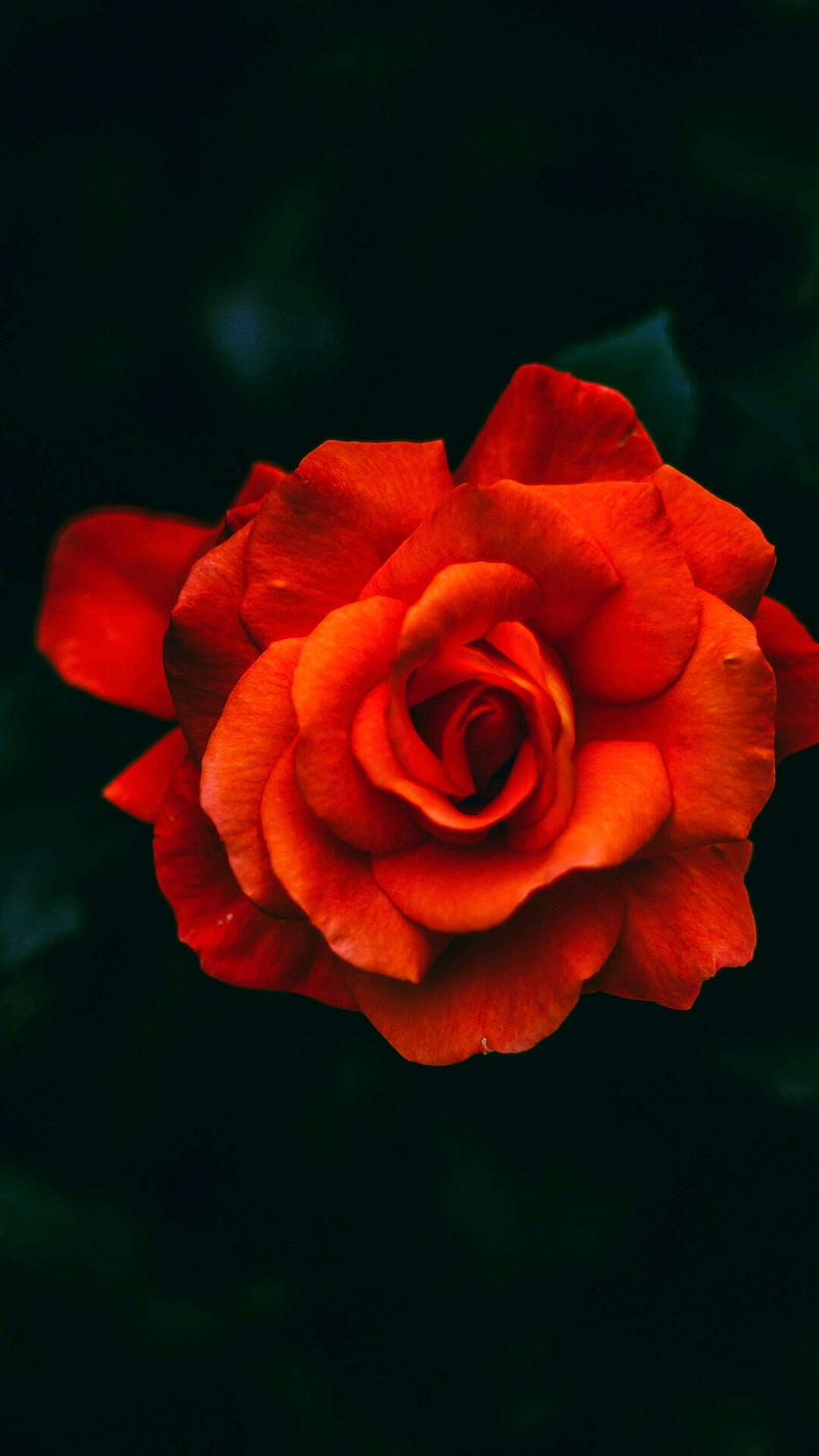 Rossa Rosa, rose, icio, HD phone wallpaper