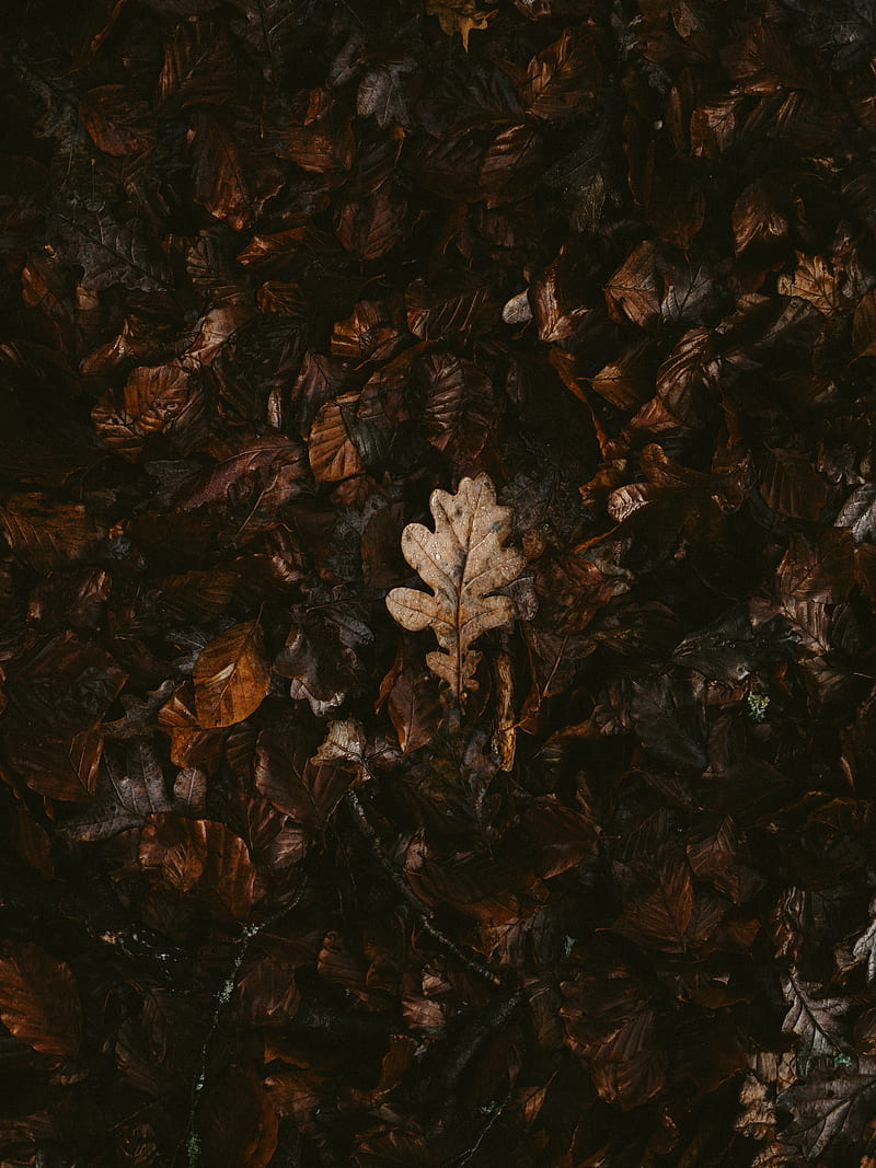 leaves, dry, fallen, autumn, HD phone wallpaper