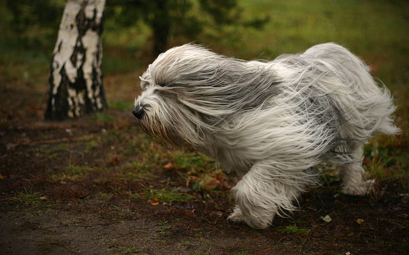 Polish Lowland Sheepdog, sheep dog breed, curly dog, big gray dog, running dog, HD wallpaper