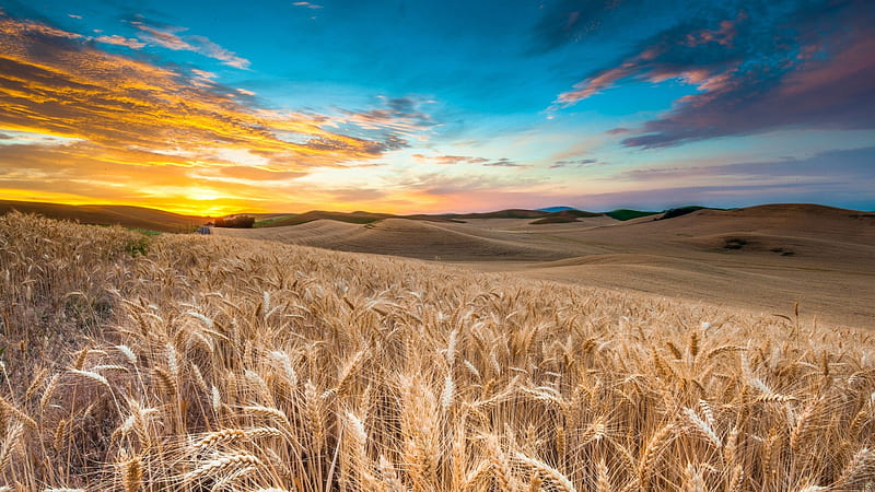Golden fields of wheat, hills, wheat, fields, sunset, clouds, HD wallpaper  | Peakpx