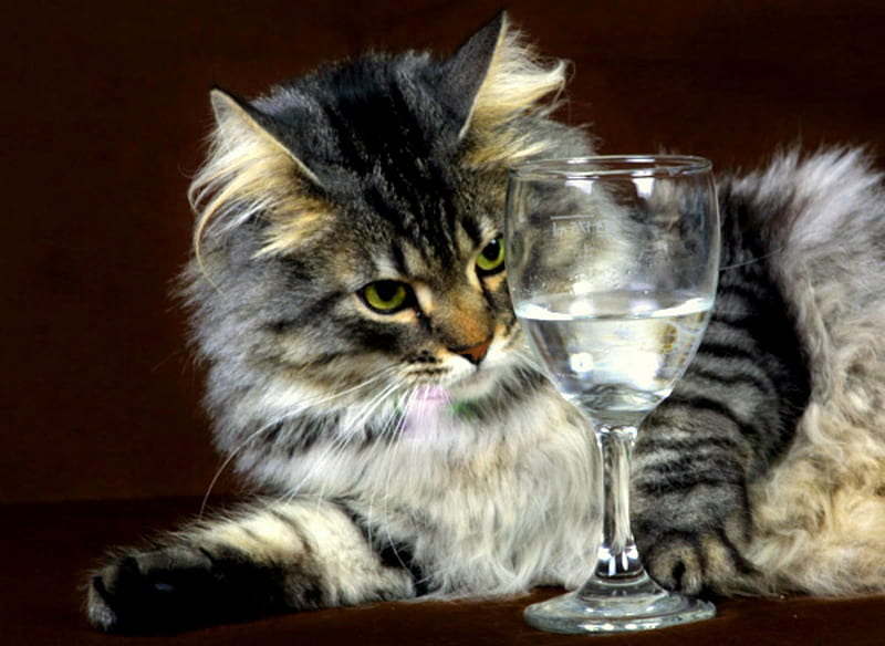 Fascination, glass, feline, water, wineglass, cat, HD wallpaper