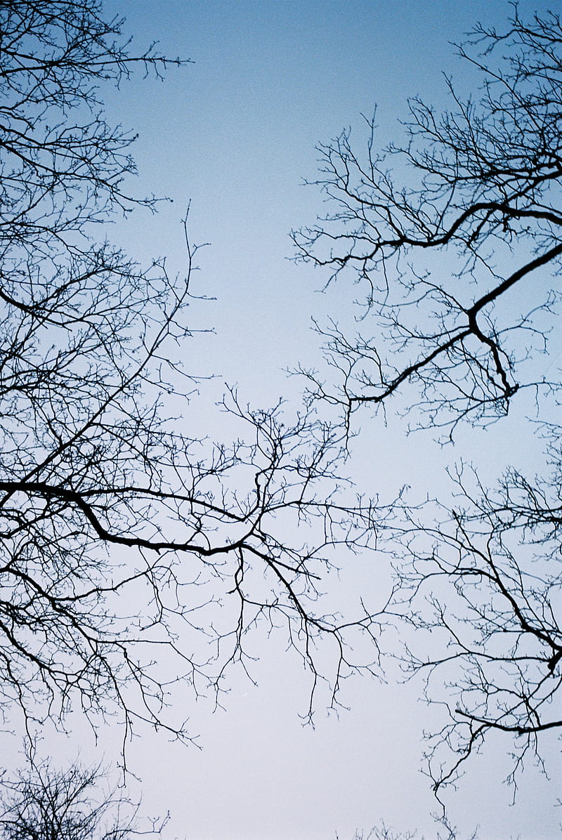 branches, trees, sky, bottom view, HD phone wallpaper