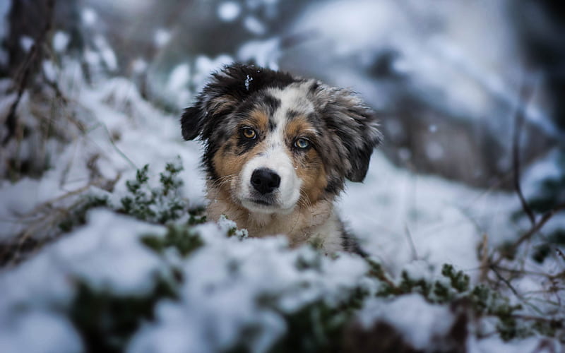cute dog, Australian Shepherd Dog, forest, winter, snow, Aussie, pets, puppy, HD wallpaper