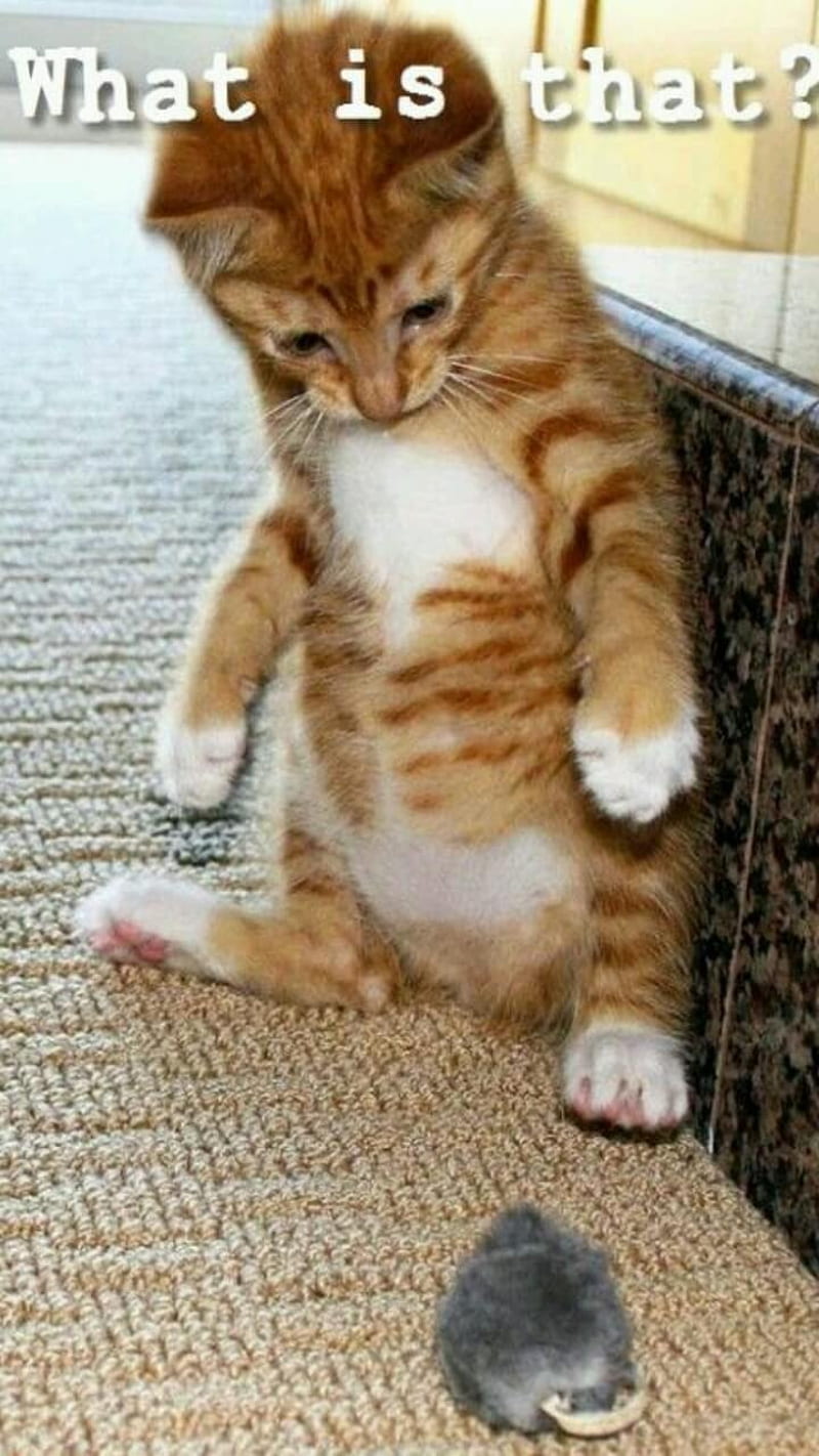 cute floppa. Cat memes, Cute cats, Cats