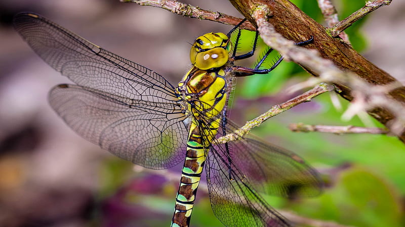 Insects, Dragonfly, Close-Up, Insect, Wings, HD wallpaper