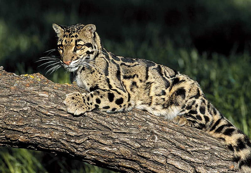 Clouded Leopard, leopard, wild cat species, wild cat, HD wallpaper