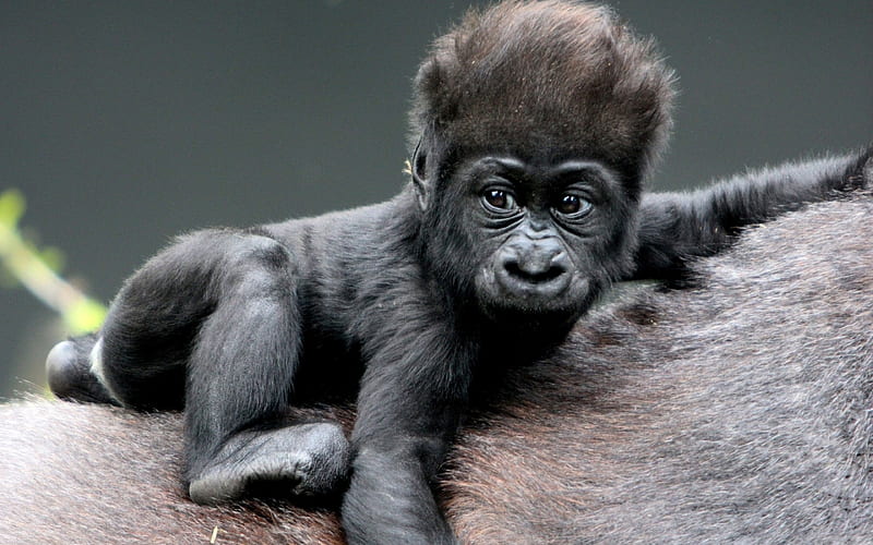 Baby Gorilla, animal, black, eyes, monkey, nature, sweet, white, HD wallpaper
