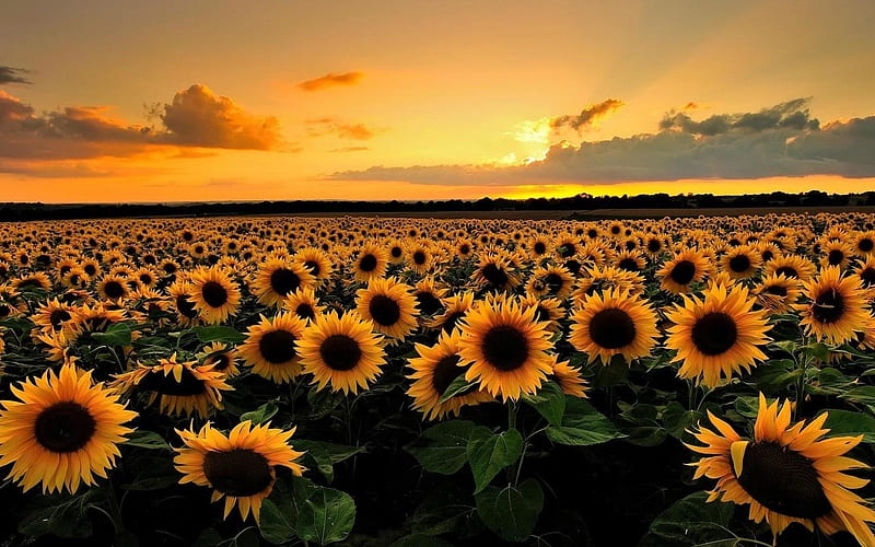 Sunflower Field, sunflowers, grass, yellow, sunset, nature, field, landscape, HD wallpaper