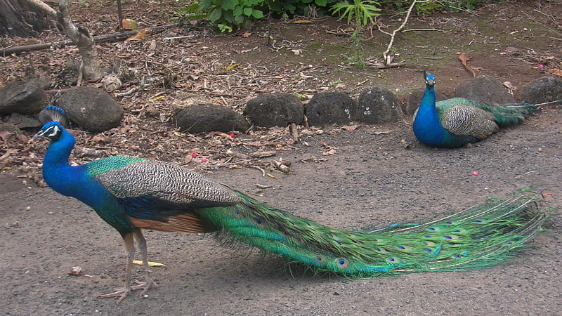 Peacocks @ Waimea Valley, Peacock, Waimea, Hawaii, Oahu, Valley, Birds, HD wallpaper