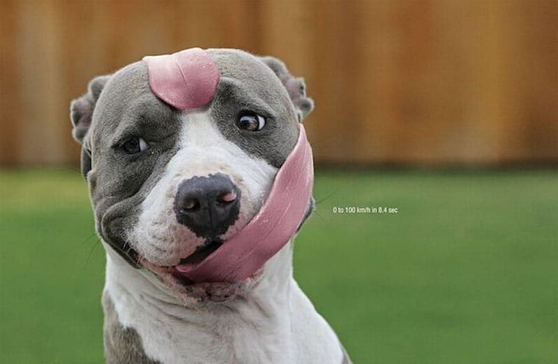 CREATIVE AD WITH A DOG, cute, fantasy, tounge, funny, pit bull, dog, HD wallpaper