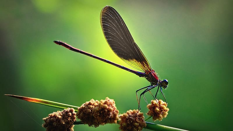 Dragonfly, entomology, animals, Insects, zoology, HD wallpaper