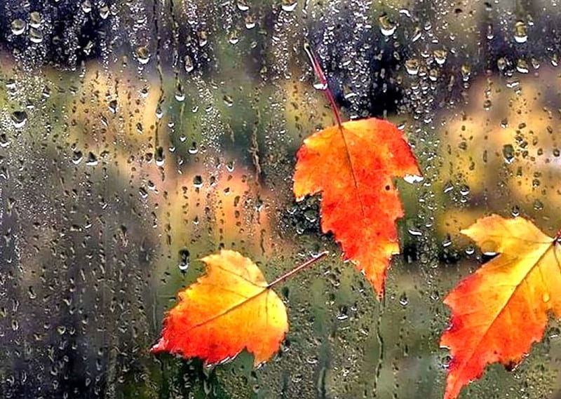 Autumn touch, september, fall season, autumn, window, view, rainy day, glass, leaves, season, rain, HD wallpaper
