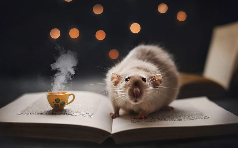 decorative rat, pets, cute animals, book, coffee, HD wallpaper