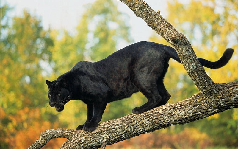 A terrible black panther stands on a tree branch, Black Jaguar, HD wallpaper