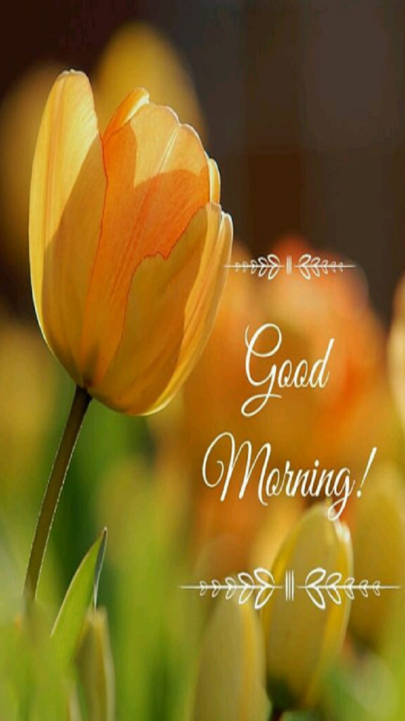 Good Morning, tulips, HD phone wallpaper | Peakpx