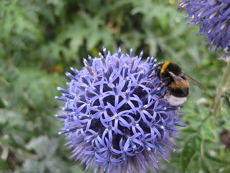 Bumblebee on thistle flower, bug, purple, flower, nature, bumblebee, HD wallpaper