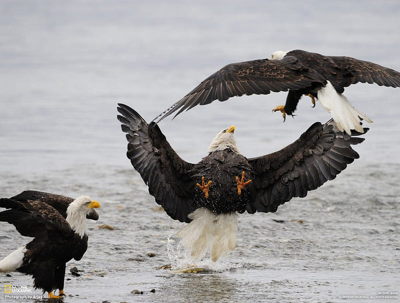 Impressions brawl, eagles, three, birds, wild life, sea, wild, fight, nature, animals, HD wallpaper