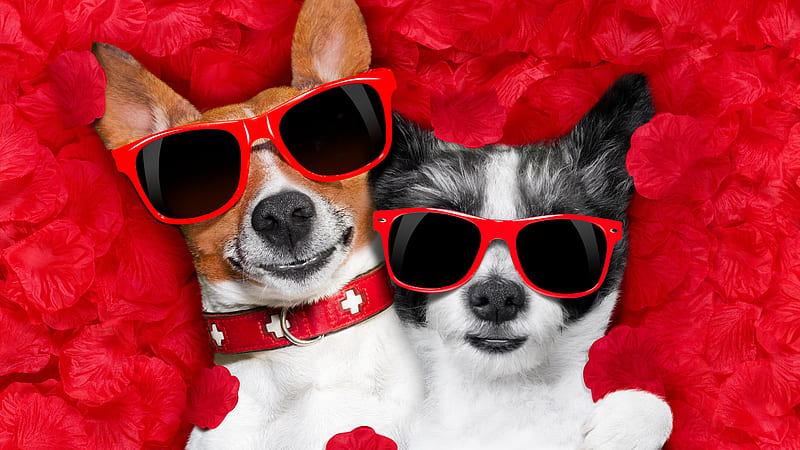 Dogs With Sunglasses Animals, HD wallpaper