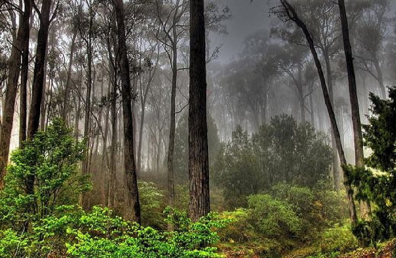 Green Nature, foggy, forest, jungle, mist, road, trees, HD wallpaper