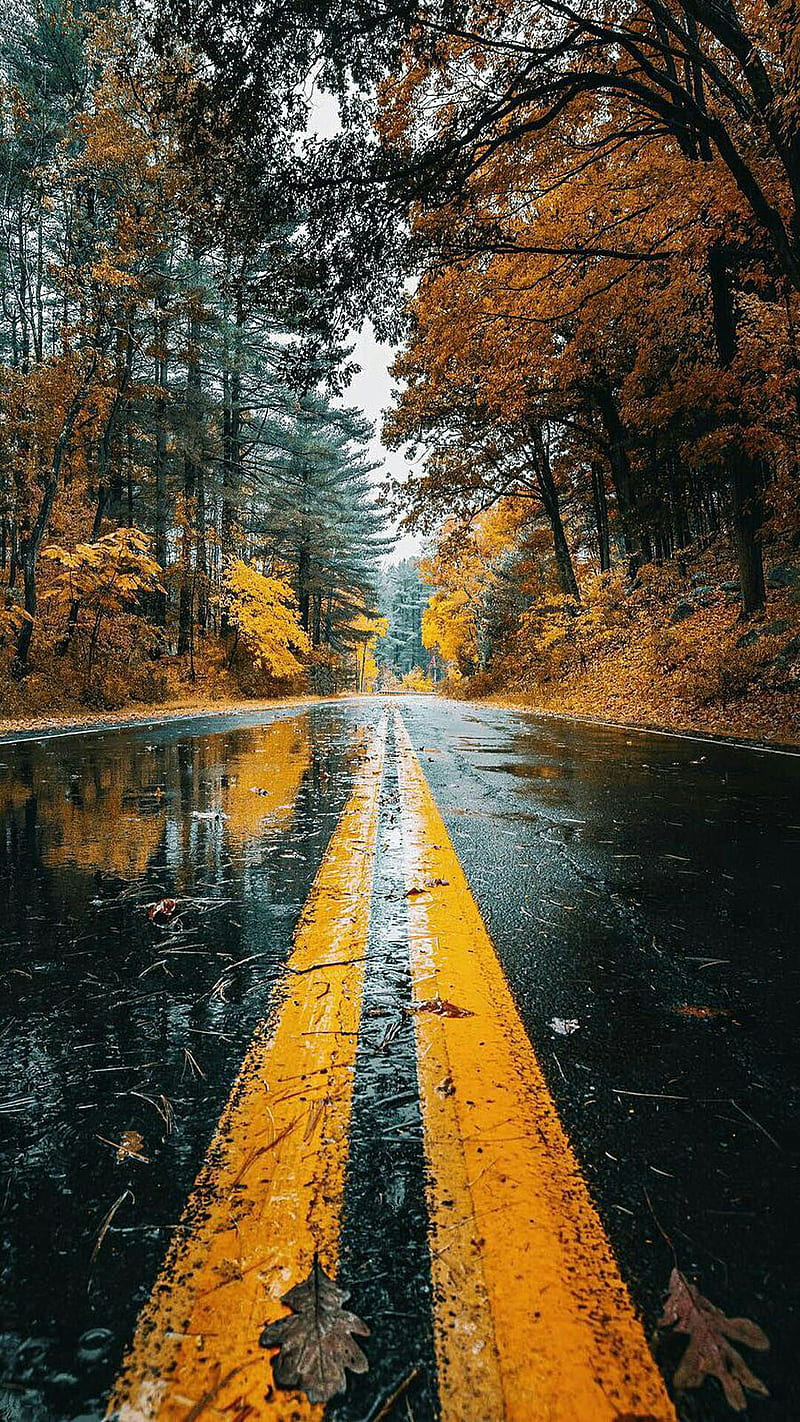 Road, fall nature, nature, autumn, autumn, HD phone wallpaper | Peakpx