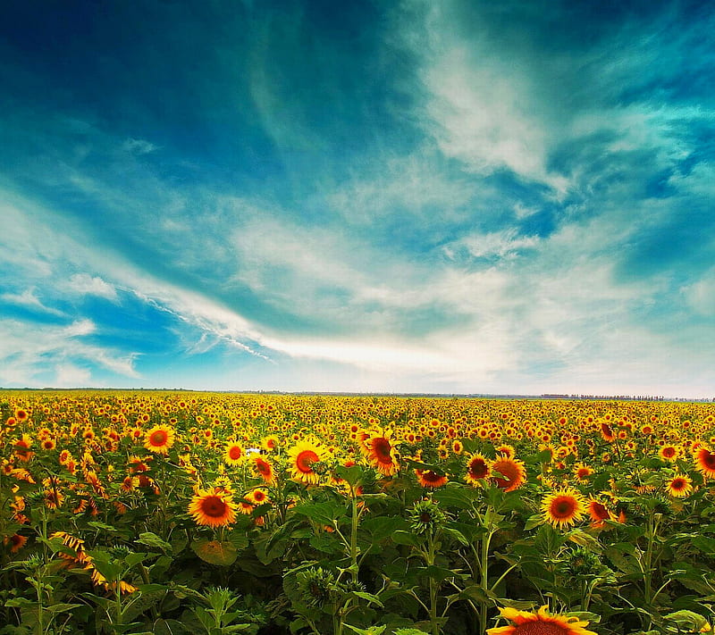 Sunflower, galaxy s4, samsung, HD wallpaper