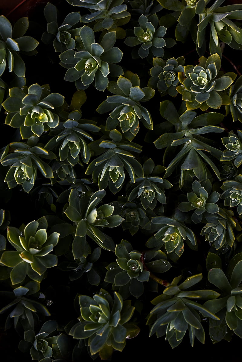 Green Succulent Plants, HD phone wallpaper