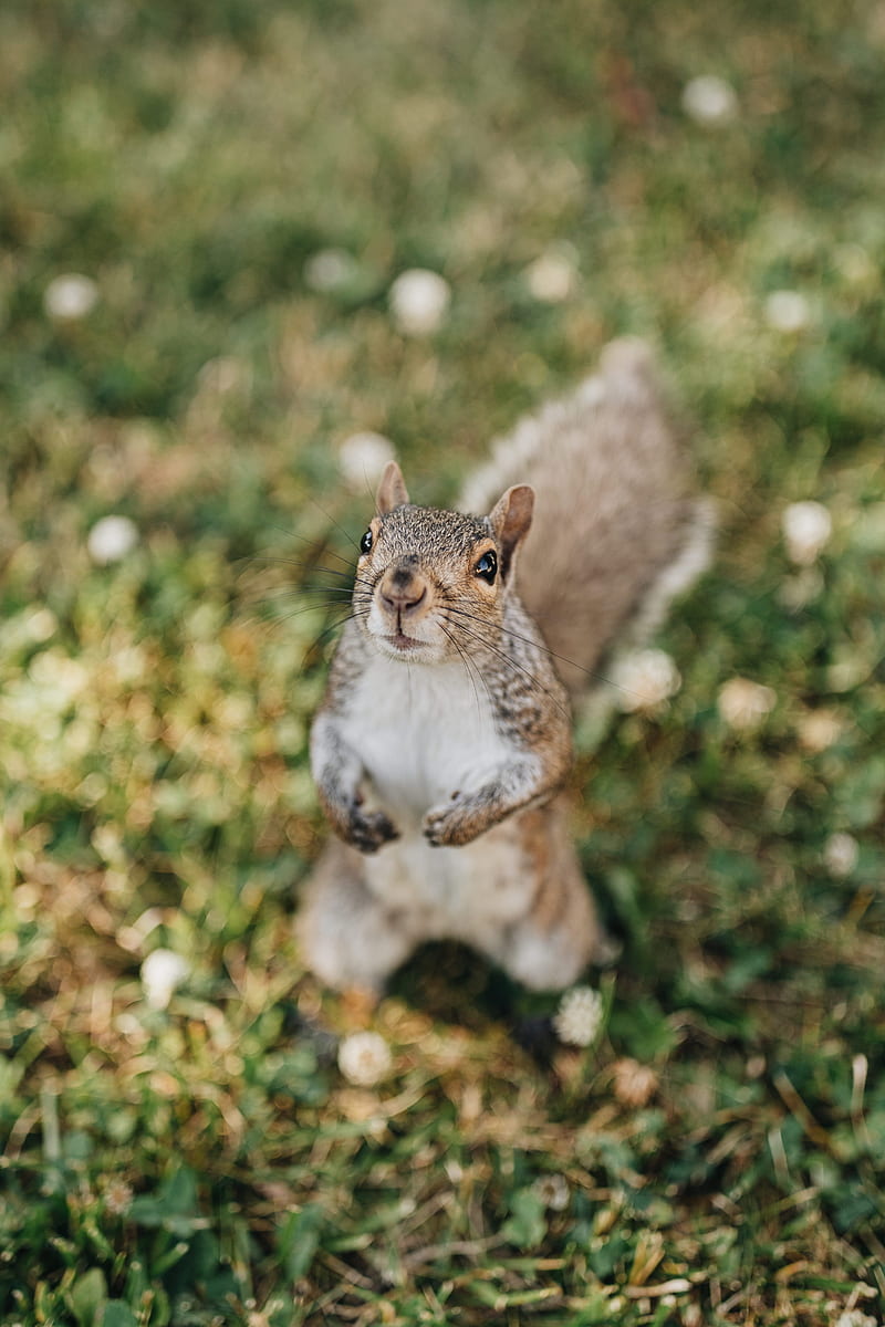 squirrel, rodent, glance, fluffy, HD phone wallpaper