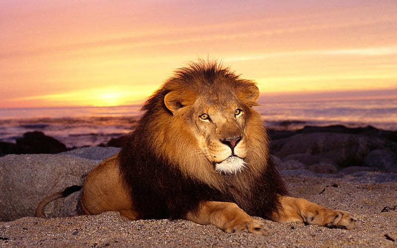 Majestuoso atardecer, bonito, atardecer, gatos, leones, animales, Fondo de  pantalla HD | Peakpx