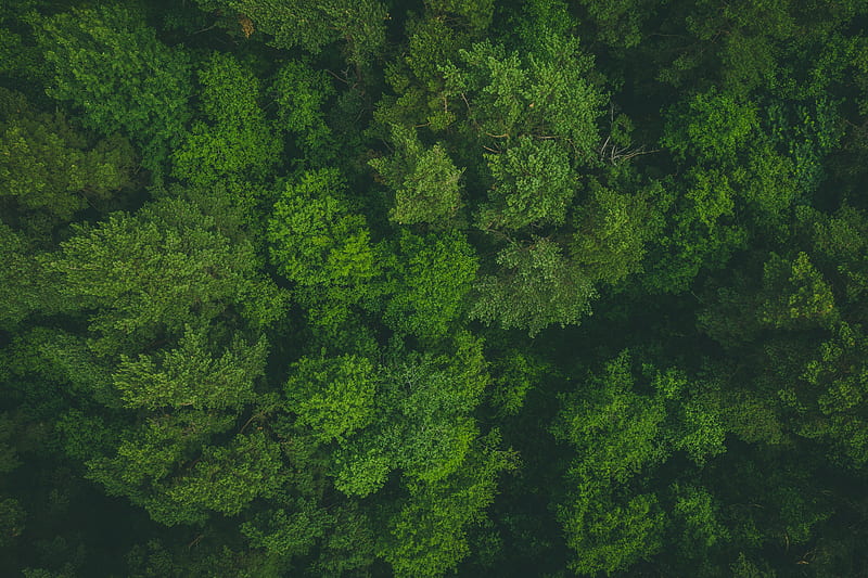 green, trees, aerial view, forest, Nature, HD wallpaper