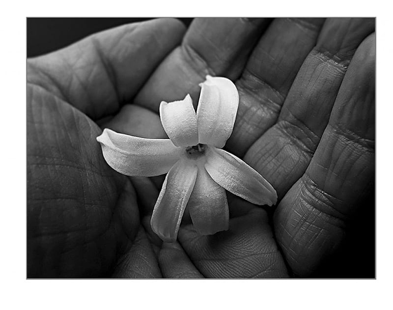 So fragile we are..., are, we, flower, hand, fragile, HD wallpaper | Peakpx