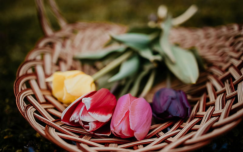 tulips on a plate, wicker plate, spring, blur, spring flowers, tulips, purple tulip, pink tulip, HD wallpaper