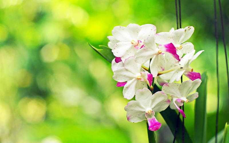 white orchid, tropical flowers, beautiful white flower, green background, orchids, HD wallpaper