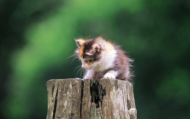 baby kitten fluffy kitten on a stump, HD wallpaper